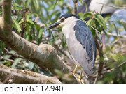Птичий заповедник Ранганатхитту. Обыкновенная кваква, Nycticorax nycticorax, на ветвях (2014 год). Стоковое фото, фотограф Вячеслав Беляев / Фотобанк Лори