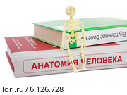 Медицинские книги и игрушечный скелет человека (2014 год). Редакционное фото, фотограф Наталья Осипова / Фотобанк Лори