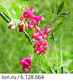 Чина лесная (Lathyrus sylvestris L.) Стоковое фото, фотограф Евгений Мухортов / Фотобанк Лори