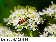 Усач пушистый (Pedostrangalia pubescens) на цветке. Стоковое фото, фотограф Евгений Мухортов / Фотобанк Лори