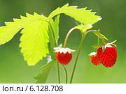 Земляника лесная, или Земляника обыкновенная (Fragaria vesca) — растение семейства Розовые. Стоковое фото, фотограф Евгений Мухортов / Фотобанк Лори