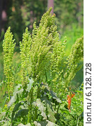 Щавель конский (лат. Rumex confertus) — многолетнее травянистое растение; вид рода Щавель семейства Гречишные (Polygonaceae) Стоковое фото, фотограф Евгений Мухортов / Фотобанк Лори