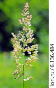 Вейник (Calamagrostis) — род травянистых растений семейства Злаки (Poaceae) Стоковое фото, фотограф Евгений Мухортов / Фотобанк Лори