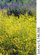Донник лекарственный (Melilotus officinalis) — двухлетнее травянистое растение, вид рода Донник семейства Бобовые подсемейства Мотыльковые. Стоковое фото, фотограф Евгений Мухортов / Фотобанк Лори