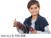 Young boy with secateurs and a bunch of grapes. Стоковое фото, фотограф Phovoir Images / Фотобанк Лори