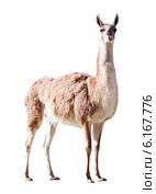Guanaco. Isolated on white. Стоковое фото, фотограф Яков Филимонов / Фотобанк Лори