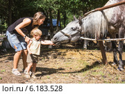 Мама с двухлетним ребенком кормят лошадь с рук. Стоковое фото, фотограф Светлана Кузнецова / Фотобанк Лори