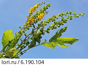 Репешок обыкновенный, или Репешок лекарственный (Agrimonia eupatoria) — многолетнее травянистое растение,  семейства Розовые. Цветочные кисти и листья репешка на фоне чистого неба. Стоковое фото, фотограф Евгений Мухортов / Фотобанк Лори
