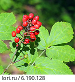 Воронец красноплодный (Actaea erythrocarpa). Дикорастущие растения Сибири. Стоковое фото, фотограф Евгений Мухортов / Фотобанк Лори