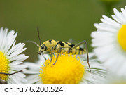 Скрипун мраморный (Saperda scalaris) и муха на ромашке. Стоковое фото, фотограф Красилов Игорь / Фотобанк Лори