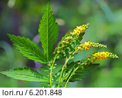 Репешок обыкновенный, или Репешок лекарственный (Agrimonia eupatoria) — многолетнее травянистое растение,  семейства Розовые. Цветочные кисти и лист репешка. Стоковое фото, фотограф Евгений Мухортов / Фотобанк Лори