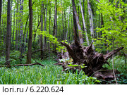 Корневая система поваленного в лесу дерева. Стоковое фото, фотограф E. O. / Фотобанк Лори