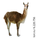 Standing guanaco. Стоковое фото, фотограф Яков Филимонов / Фотобанк Лори