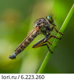 Ктырь (Asilidae) — семейство хищных двукрылых насекомых подотряда короткоусых (Brachycera) Стоковое фото, фотограф Евгений Мухортов / Фотобанк Лори