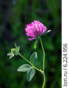Клевер луговой (красный). Trifolium pratense. Стоковое фото, фотограф Григорий Писоцкий / Фотобанк Лори