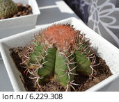 Мелокактус (лат. Melocactus), цефалий. Стоковое фото, фотограф Emmerdeur / Фотобанк Лори