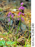 Неоттианте клобучковая. Neottianthe cucullata (Gymnadenia cucullata (L.) Rich.). Дикорастущие растения Сибири занесённые в красную книгу России. Стоковое фото, фотограф Евгений Мухортов / Фотобанк Лори