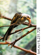 Red-billed hornbill sitting on tree. Стоковое фото, фотограф Яков Филимонов / Фотобанк Лори