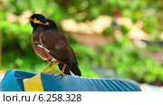 Майна (Acridotheres tristis) Стоковое видео, видеограф Игорь Жоров / Фотобанк Лори