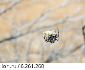 Паук  Araneidae (Orb Weaver) Neoscona Oaxacensis поймал кузнечика. Контрольный укус. Стоковое фото, фотограф Ирина Кожемякина / Фотобанк Лори