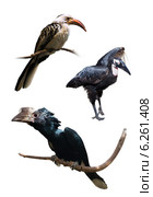Set of hornbills. Isolated over white. Стоковое фото, фотограф Яков Филимонов / Фотобанк Лори