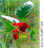 Костяника каменистая (Rubus saxatilis) — многолетнее растение-медонос; вид рода Рубус (Малина) семейства Розовые. Стоковое фото, фотограф Евгений Мухортов / Фотобанк Лори