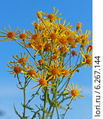 Крестовник Якова, или суходольный (Senecio jacobaea L.) Стоковое фото, фотограф Евгений Мухортов / Фотобанк Лори