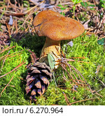 Моховик желто-бурый или Масленок желто-бурый (Suillus variegatus). Одиночный гриб среди мха с шишкой. Стоковое фото, фотограф Евгений Мухортов / Фотобанк Лори