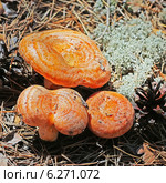 Рыжик сосновый или рыжик боровой  (Lactarius deliciosus) Стоковое фото, фотограф Евгений Мухортов / Фотобанк Лори