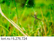 Удачная охота самки паука Аргиопа Брюнниха. Стоковое фото, фотограф Владимир Устенко / Фотобанк Лори