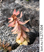 Лекарственное растение Золотой корень, или Родиола розовая среди камней (Rhodiola rosea), Архангельская область. Стоковое фото, фотограф Т. З. / Фотобанк Лори