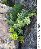 Золотой корень, или Родиола розовая в камнях (Rhodiola rosea), Архангельская область. Стоковое фото, фотограф Т. З. / Фотобанк Лори