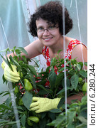 Woman picking vegetables in the garden. Стоковое фото, агентство BE&W Photo / Фотобанк Лори