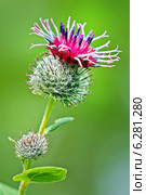 Лопух паутинистый (Arctium tomentosum).Дикорастущие растения Сибири. Стоковое фото, фотограф Евгений Мухортов / Фотобанк Лори