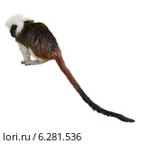 tamarin. Isolated over white. Стоковое фото, фотограф Яков Филимонов / Фотобанк Лори