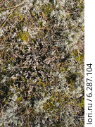 Лишайники Куршской косы в Калининградской области (2014 год). Редакционное фото, фотограф Наташа Антонова / Фотобанк Лори