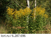 Золотарник канадский цветет на лесной опушке (Solidago canadensis L.) Стоковое фото, фотограф Щеголева Ольга / Фотобанк Лори