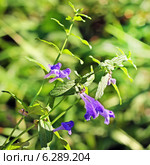 Шлемник обыкновенный (Scutellaria galericulata) Стоковое фото, фотограф Евгений Мухортов / Фотобанк Лори