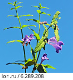 Шлемник обыкновенный (Scutellaria galericulata) Стоковое фото, фотограф Евгений Мухортов / Фотобанк Лори