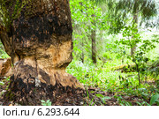 Подточенное бобрами дерево в лесу. Стоковое фото, фотограф Дмитрий Наумов / Фотобанк Лори
