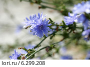 Цикорий обыкновенный (Cichorium) Стоковое фото, фотограф Ткачёва Ольга / Фотобанк Лори