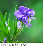 Борец или Аконит Флёрова (Aconitum flerovii) — многолетнее травянистое растение, вид рода Борец (Aconitum) семейства Лютиковые (Ranunculaceae) Стоковое фото, фотограф Евгений Мухортов / Фотобанк Лори