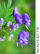 Борец или Аконит Флёрова (Aconitum flerovii) — многолетнее травянистое растение, вид рода Борец (Aconitum) семейства Лютиковые (Ranunculaceae) Стоковое фото, фотограф Евгений Мухортов / Фотобанк Лори