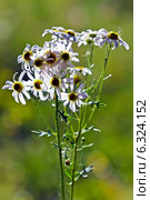 Поповник щитковый (Pyrethrum corymbosum) Стоковое фото, фотограф Евгений Мухортов / Фотобанк Лори