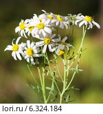 Поповник щитковый (Pyrethrum corymbosum) Стоковое фото, фотограф Евгений Мухортов / Фотобанк Лори
