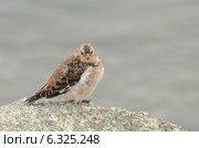 Пуночка (лат. Plectrophenax nivalis) Стоковое фото, фотограф Овчинникова Ирина / Фотобанк Лори