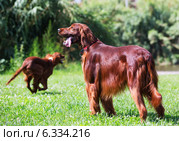 Red Irish Setters at park. Стоковое фото, фотограф Яков Филимонов / Фотобанк Лори