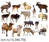 Set of mammal animal over white background. Стоковое фото, фотограф Яков Филимонов / Фотобанк Лори