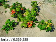 Шиповник (лат. Rosa) растёт на песке. Стоковое фото, фотограф Сергей Трофименко / Фотобанк Лори