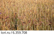 Растительный фон с колосьями спелой пшеницы на ветру (лат.Triticum) Стоковое видео, видеограф Виктория Катьянова / Фотобанк Лори